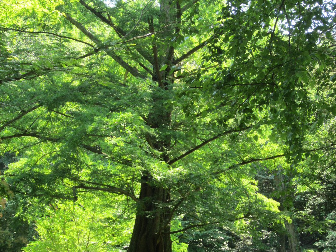 Bailey Arboretum景点图片
