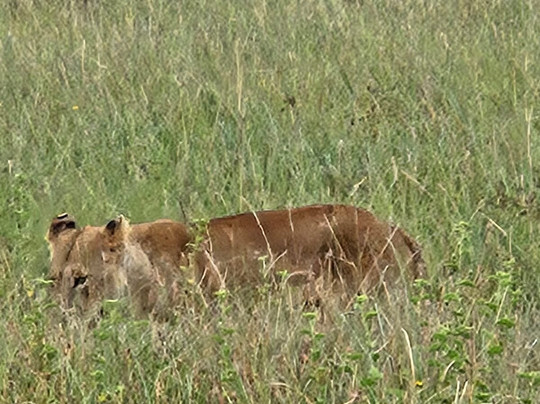 Bush Thorns Adventures and Safaris-内罗毕必去景点