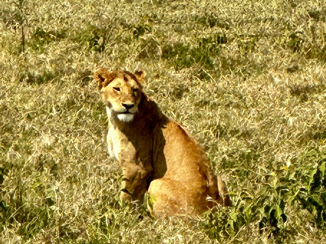 Ngorongoro Crater景点图片