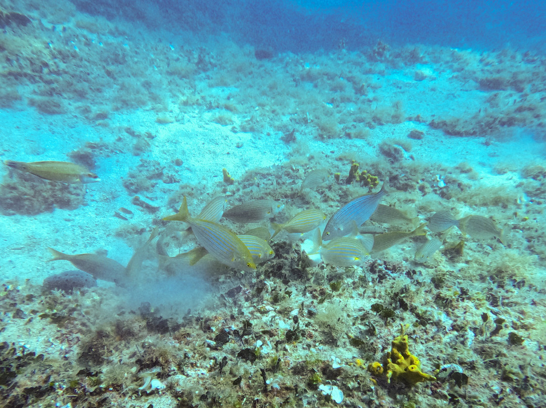Hippocampus Diving Center-普拉必去景点