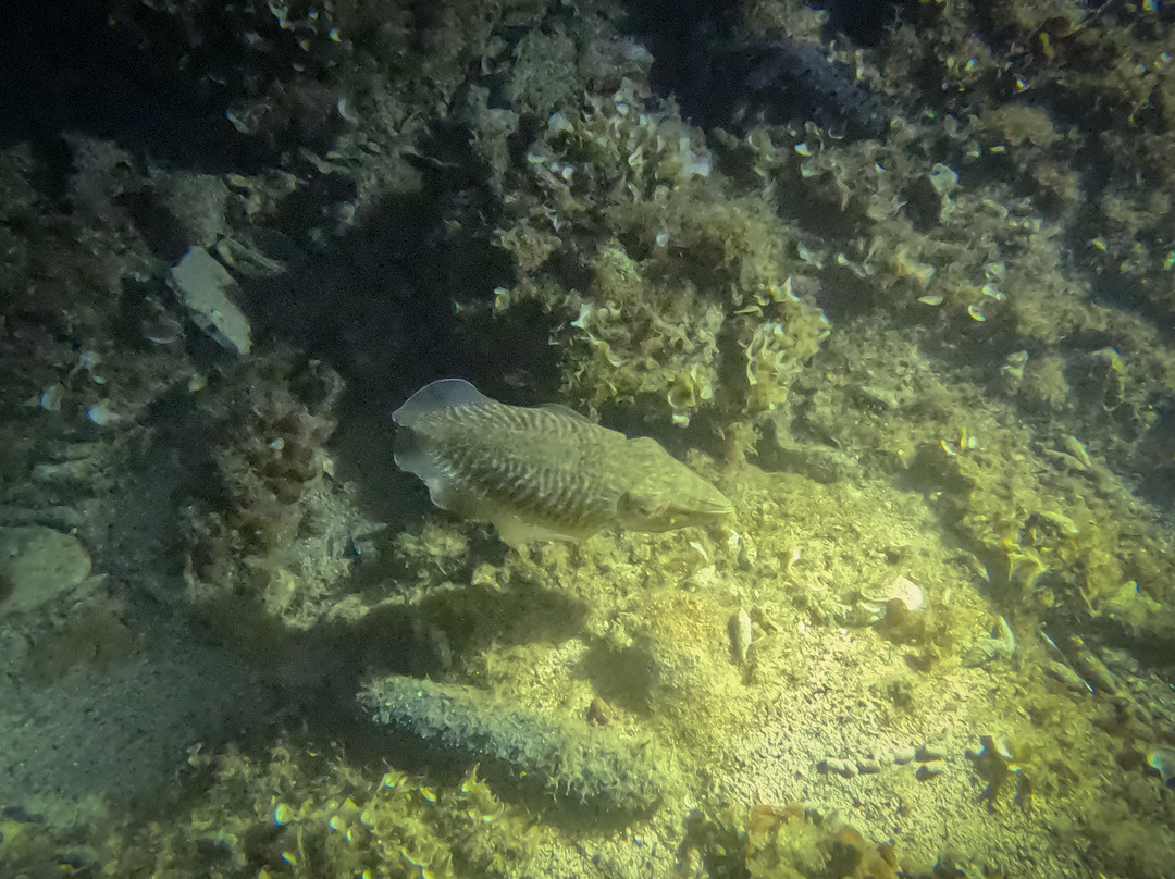 Hippocampus Diving Center-普拉必去景点