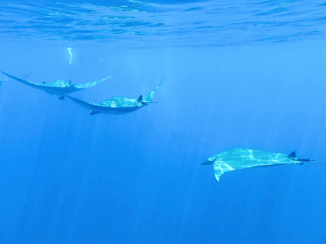 Wahoo Diving-波尔图镇必去景点