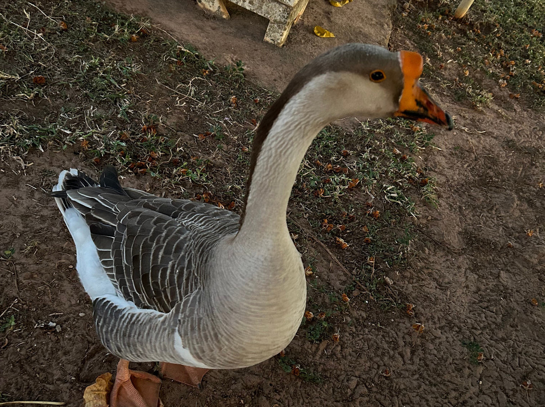 Rancho Das Videiras-Aracatuba必去景点