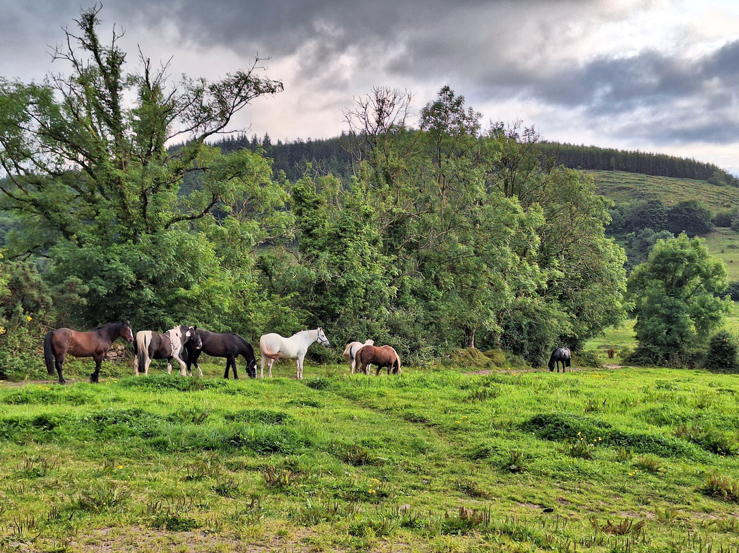 Ballyhoura Horse Trekking景点图片