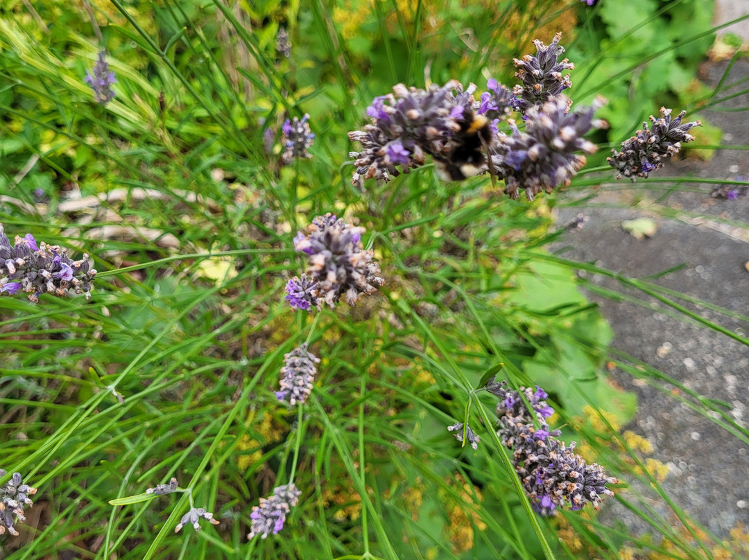 The Hive at 52主图