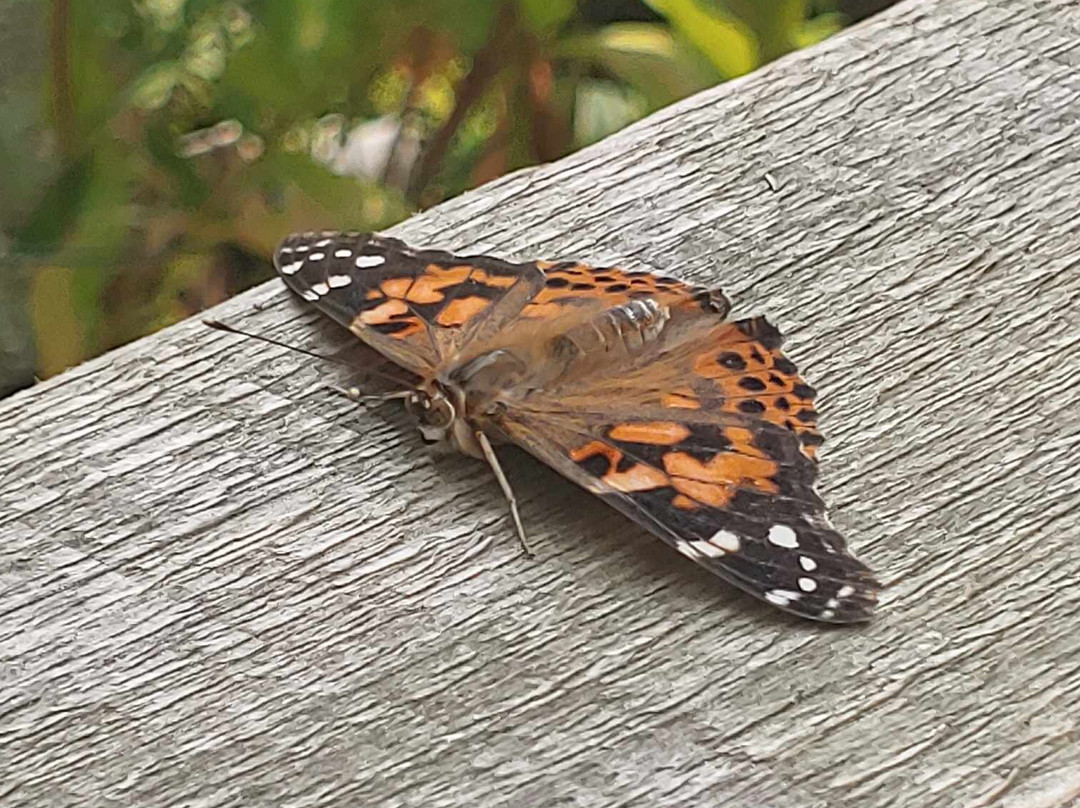 Butterflies of Cape Cod景点图片