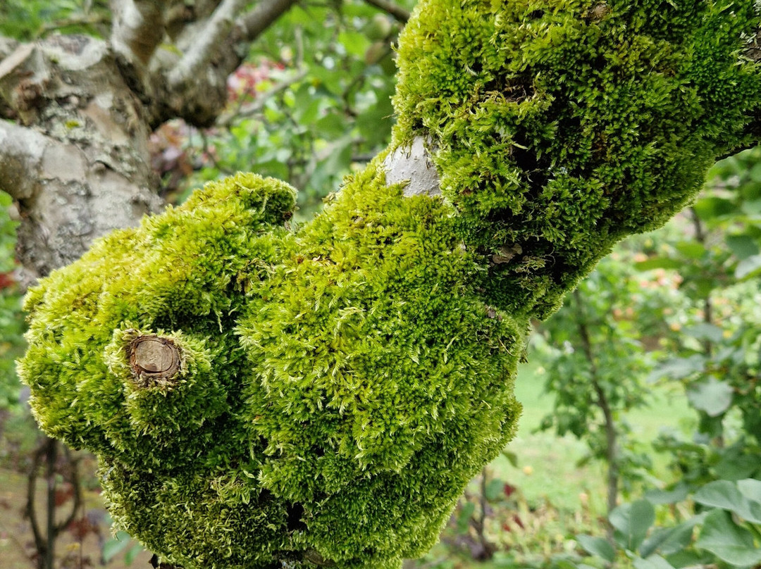 Holt - The Courts Garden near Trowbridge景点图片