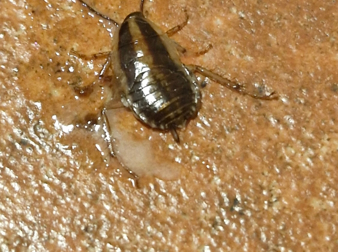 Mision Orizaba主图