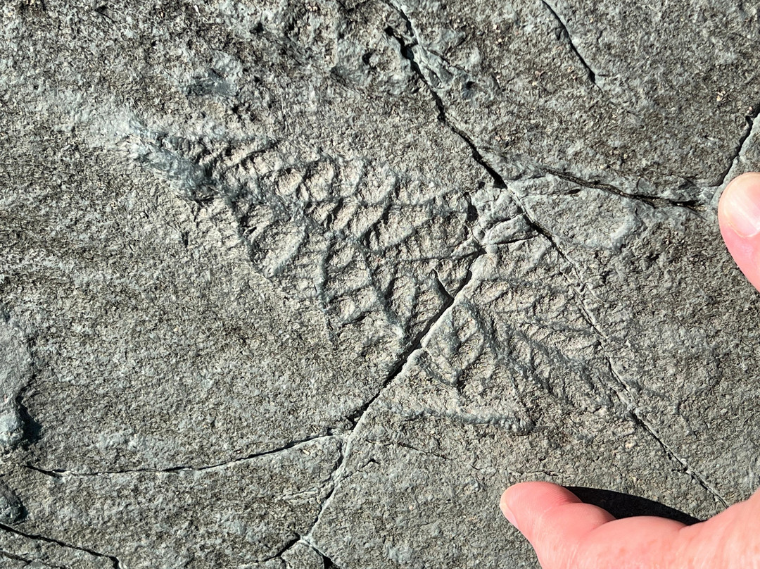 Mistaken Point Ecological Reserve景点图片