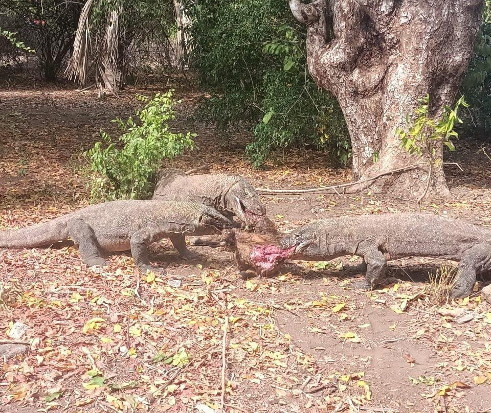 Discovery Komodo Adventure景点图片
