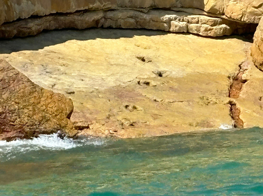 Algarve Dolphin Lovers景点图片