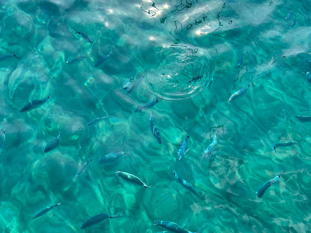 Delfinia boat tours - half day-米洛斯岛必去景点