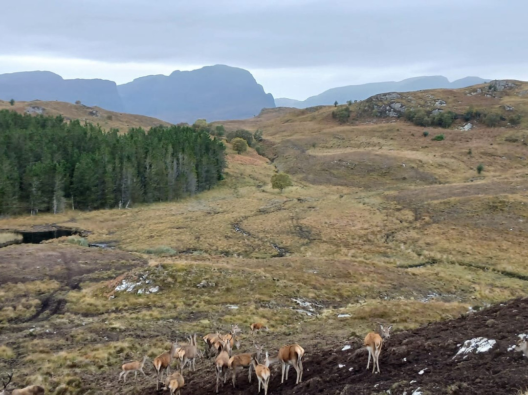 Reraig Forest景点图片