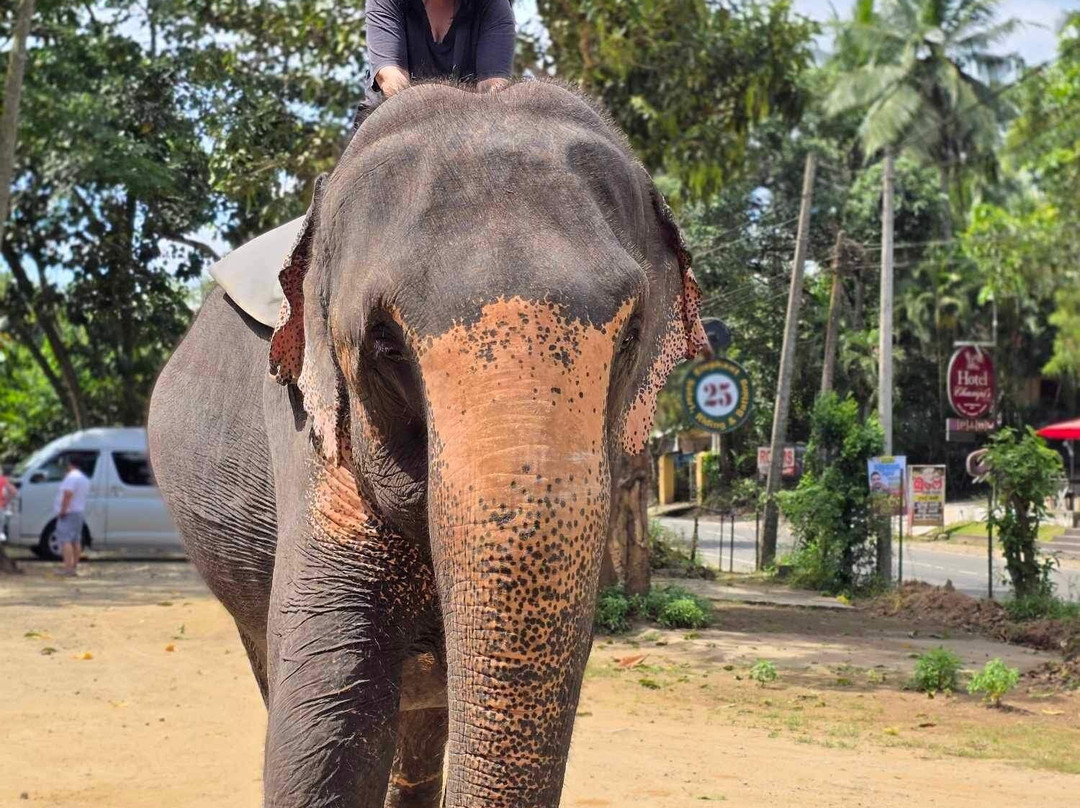 Luk Sri Lanka Travels-Pallekele必去景点