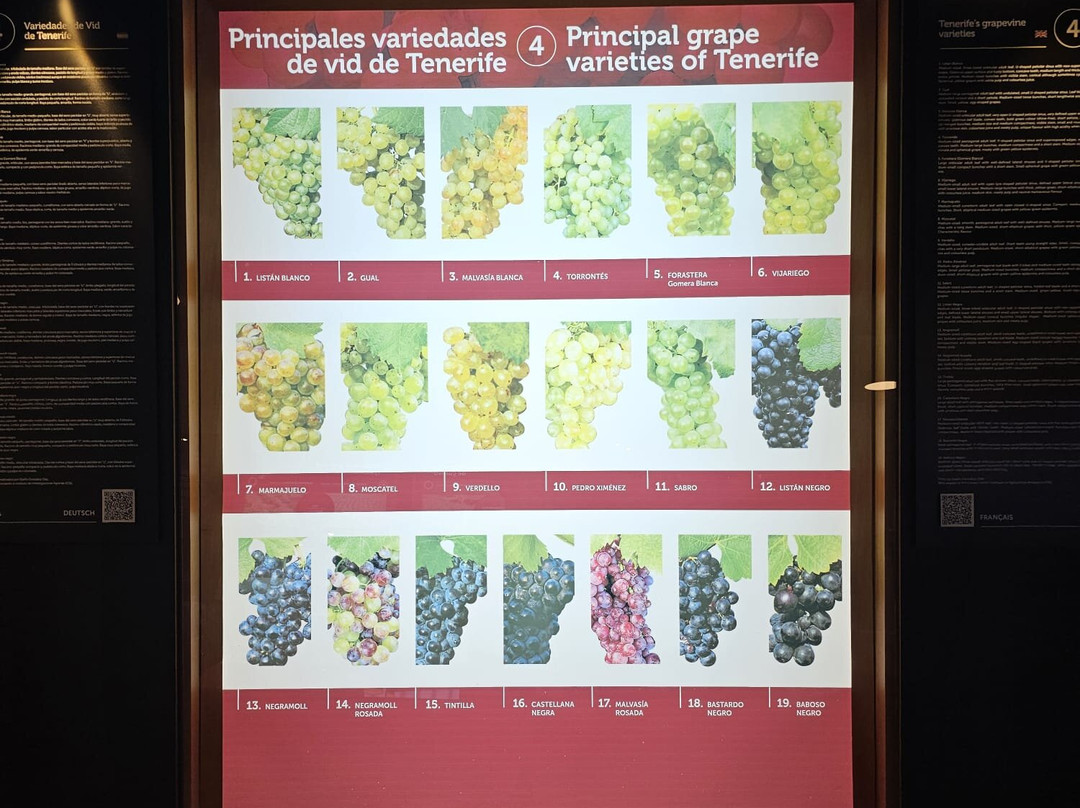 Casa Del Vino de Tenerife-El Sauzal必去景点