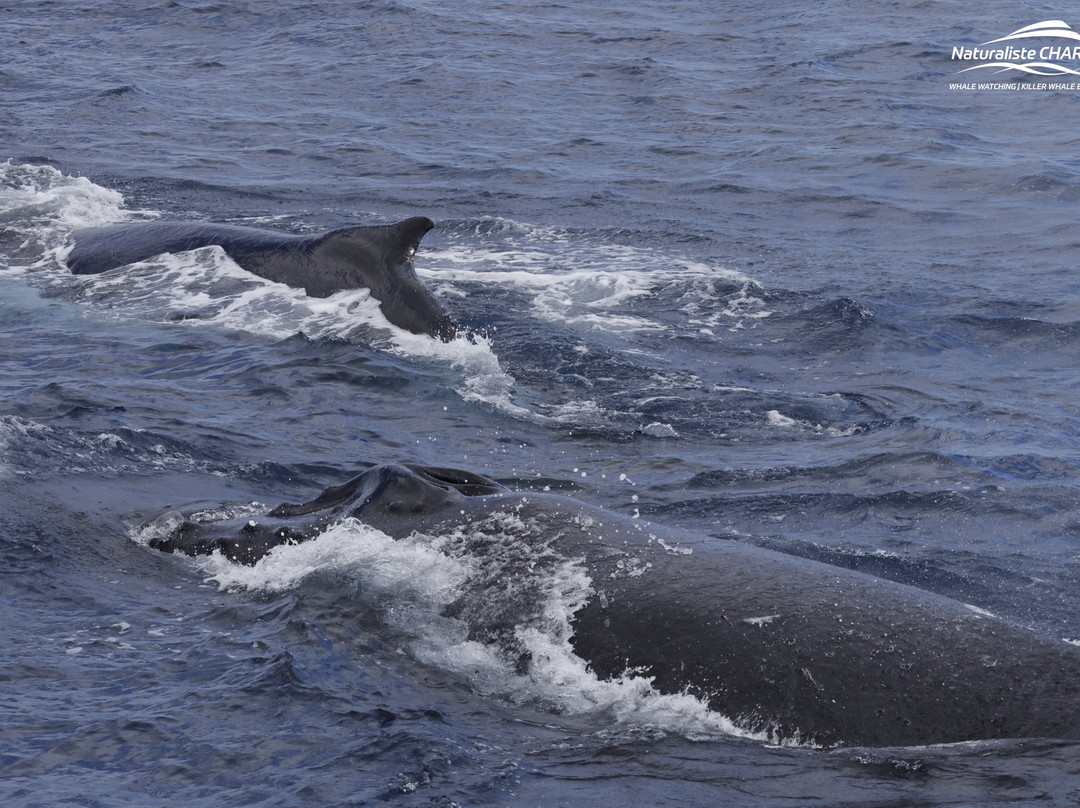 Legend Charters-戴士柏必去景点