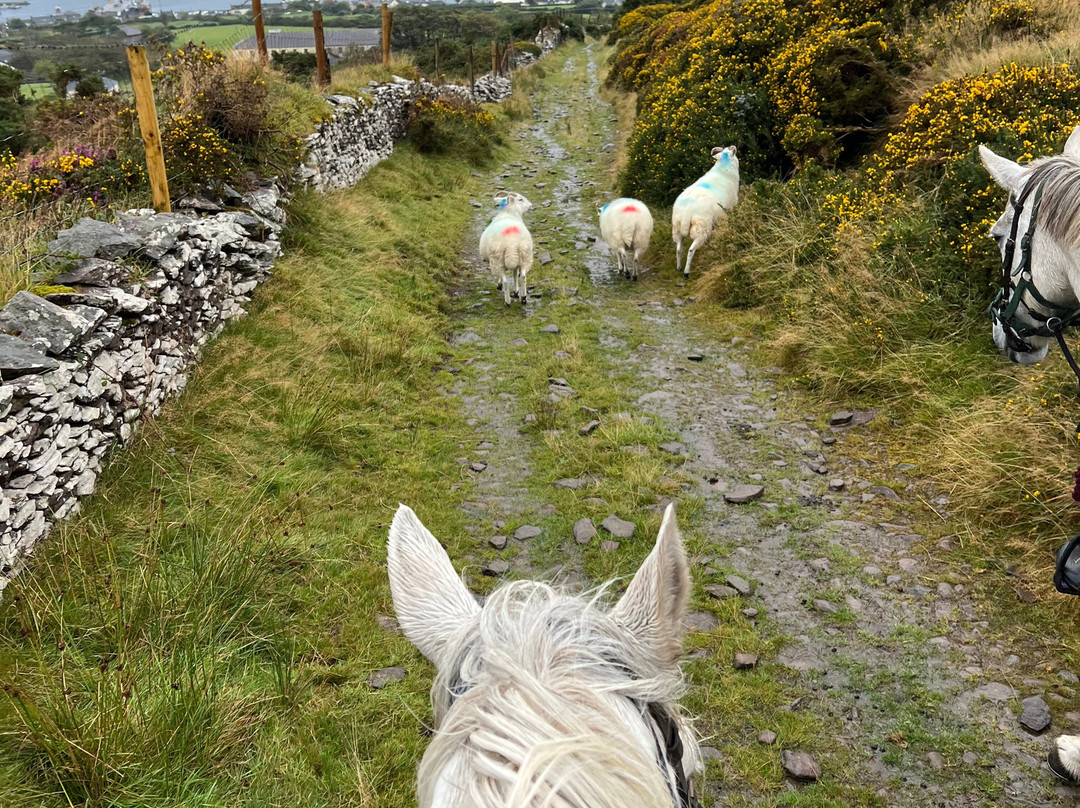 Dingle Horse Riding景点图片