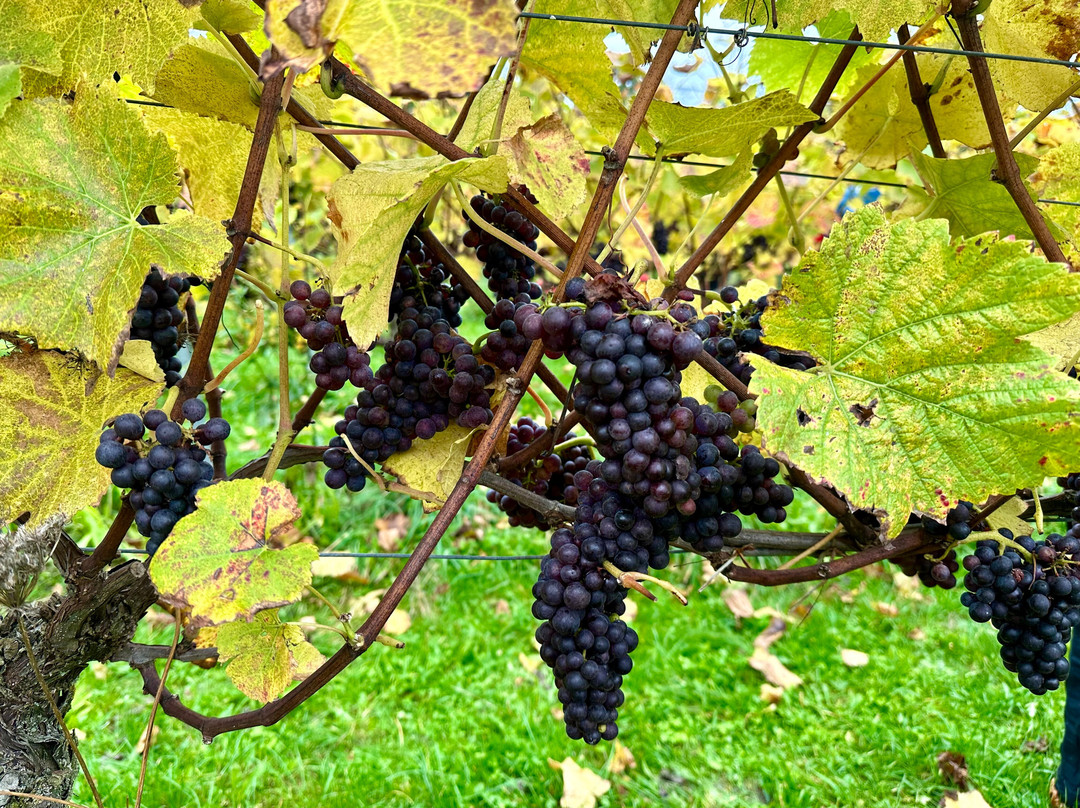 Albury Organic Vineyard景点图片