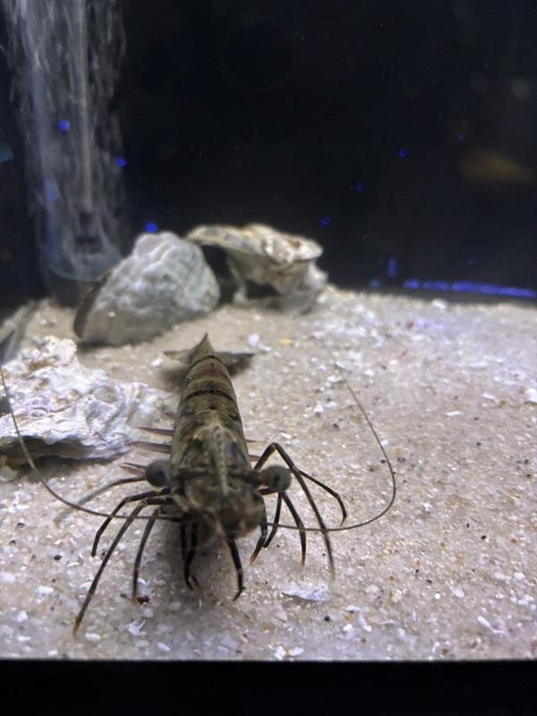 Alabama Aquarium at the Dauphin Island Sea Lab景点图片