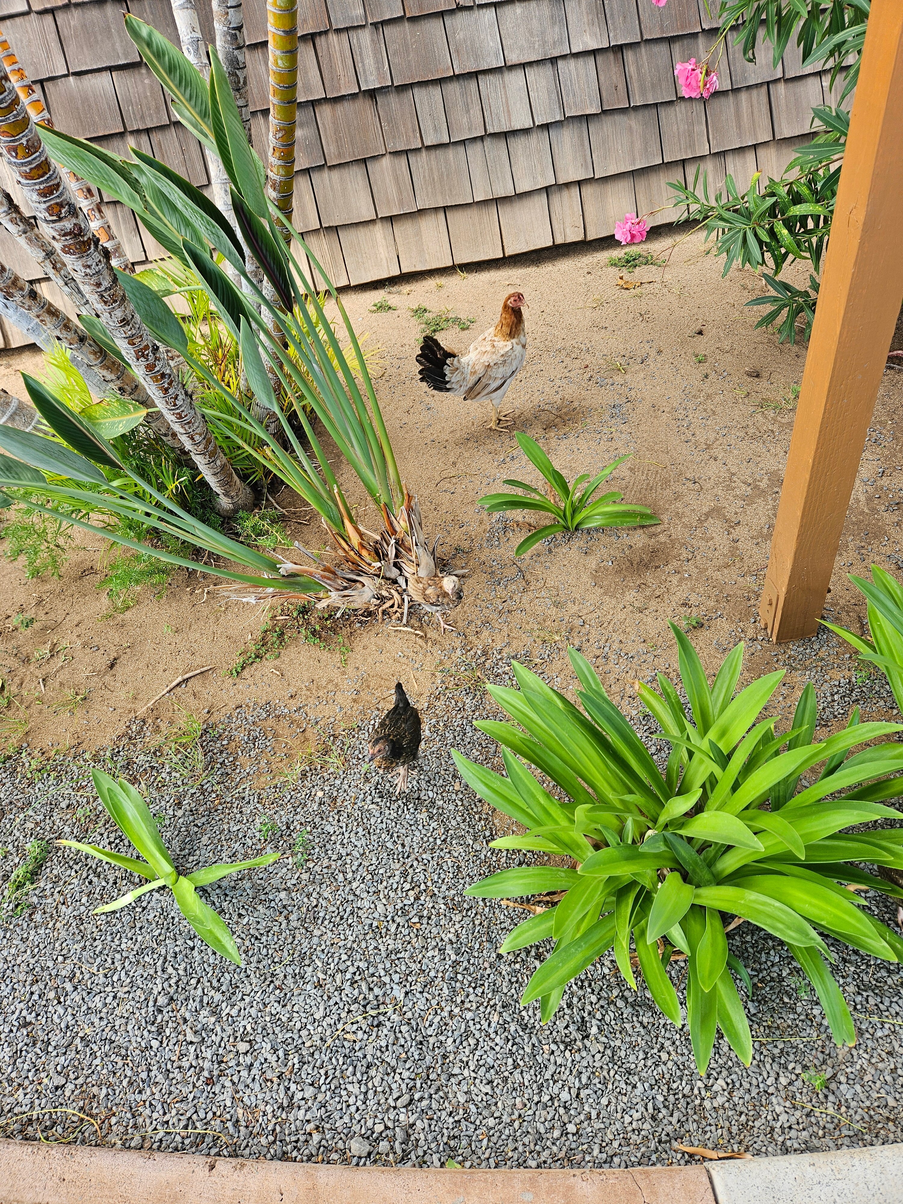 Hotel Moloka'i-浴室
