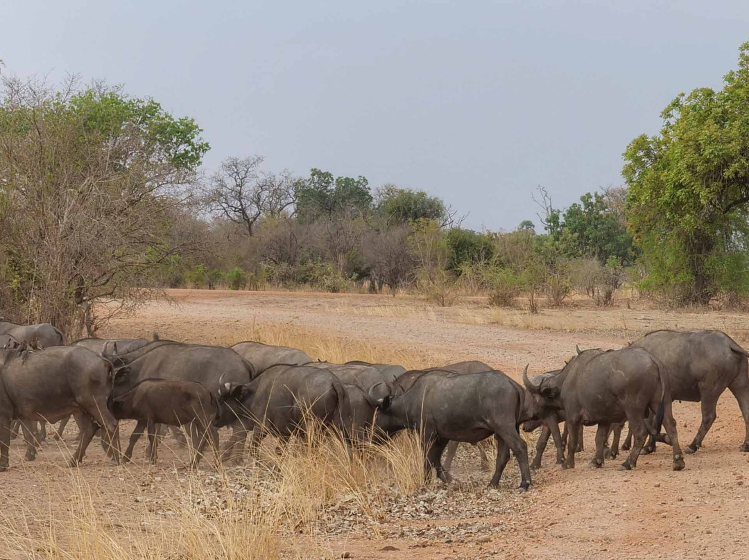 Njobvu Safari主图