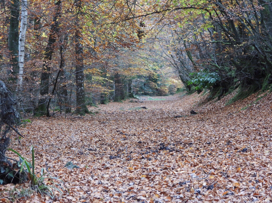 Sidmouth - Valley, Ridge and Jurassic Coast walk-西德茅斯必去景点