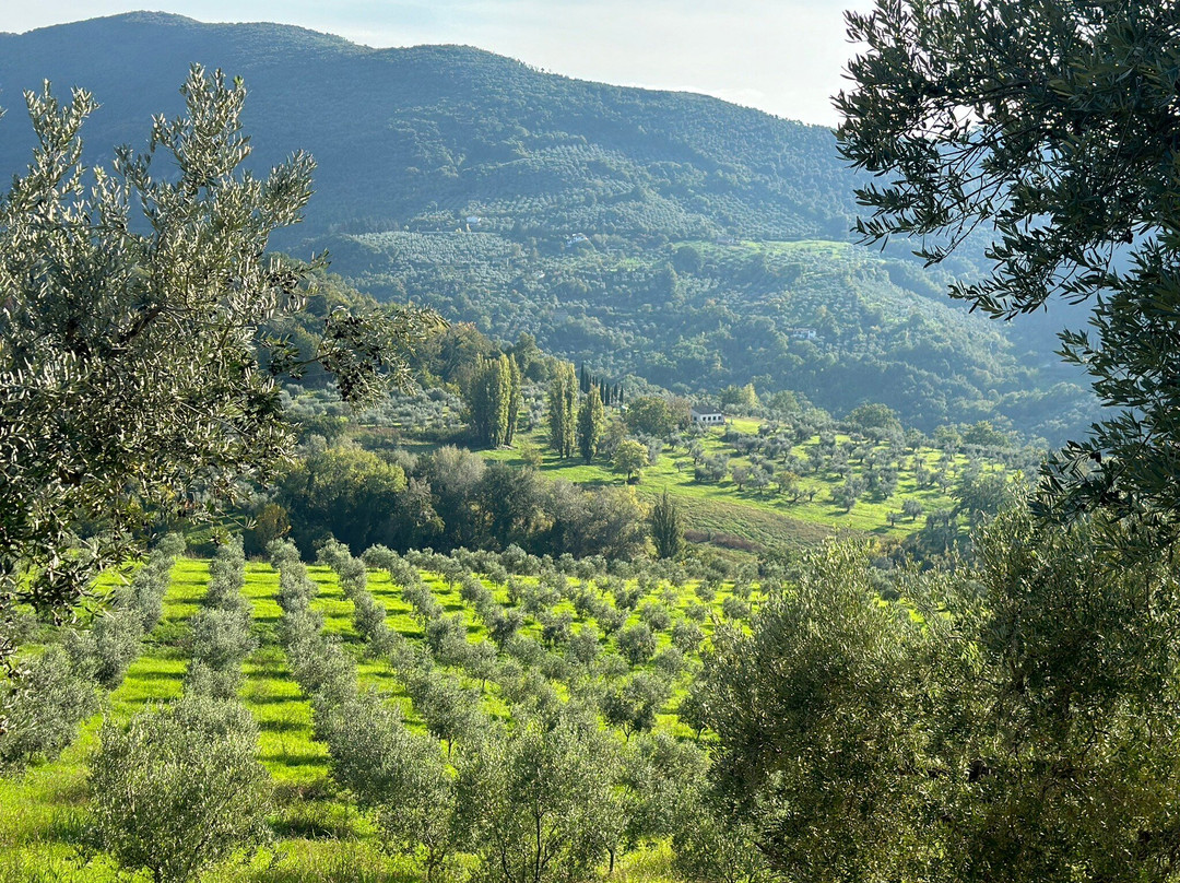 Rome Olive Tour & Cooking Class Combination Day Trip景点图片