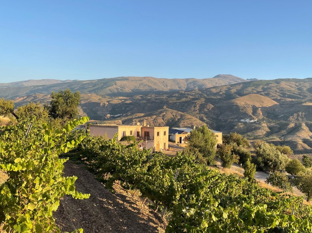 Bodega Cortijo El Medico Lobras景点图片