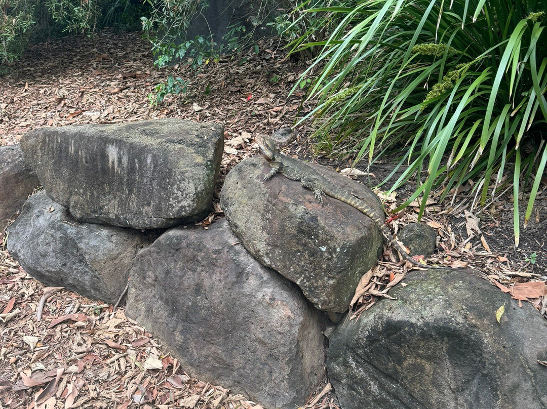 Bundaberg Botanic Gardens景点图片