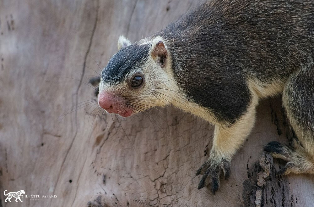 Wilpattu Safaris-Nochchiyagama必去景点