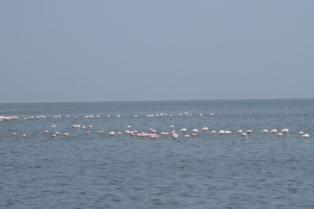 Flamingo lagoon-华维斯湾必去景点