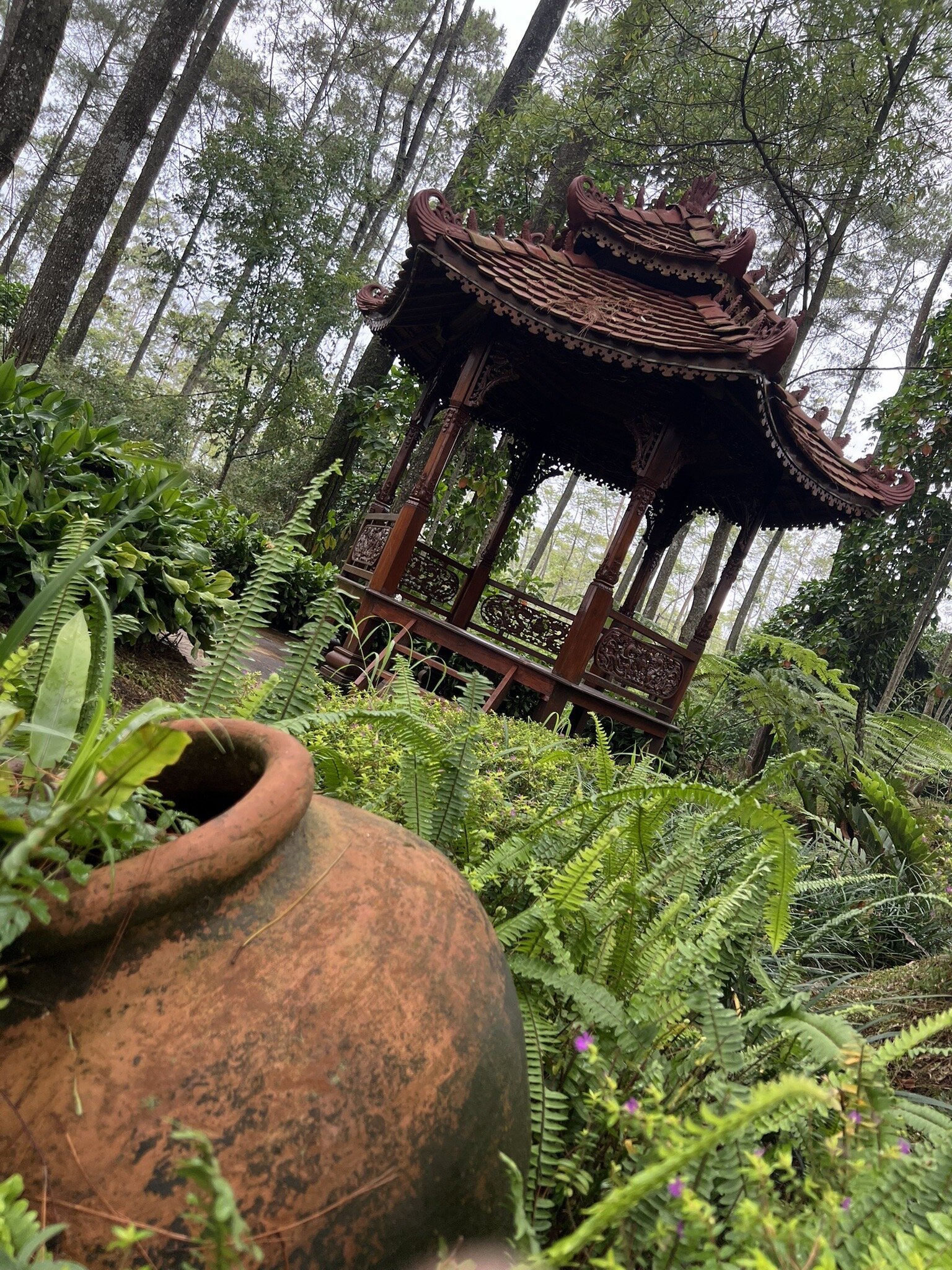 Orchid Forest Cikole-2024年12月3日上传的实拍图