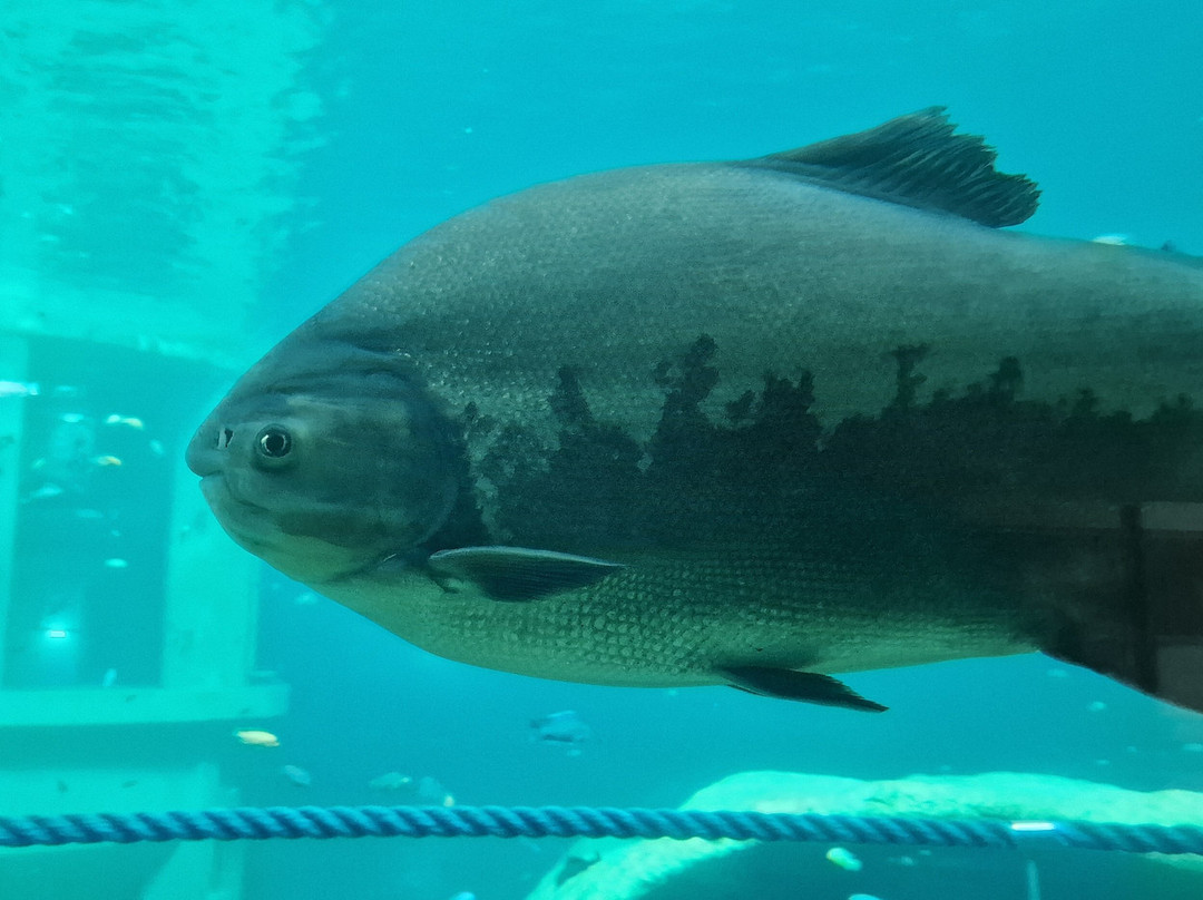 TODI The Ultimate Diving Experience-Beringen必去景点