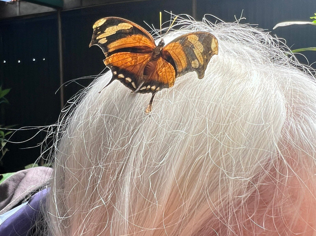Monteverde Butterfly Gardens景点图片