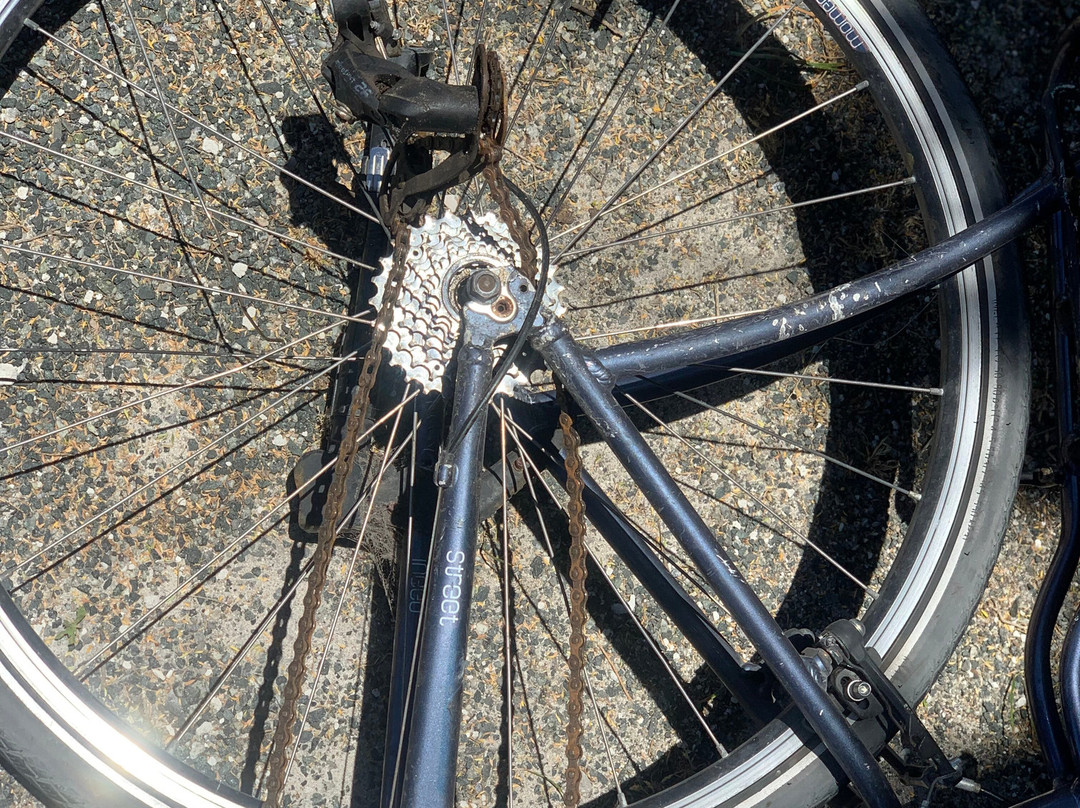 Rottnest Island Pedal and Flipper景点图片