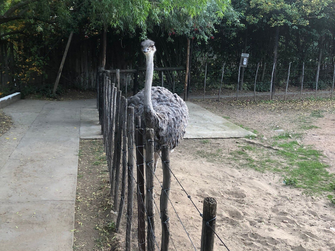 Cango Ostrich Show Farm-奥兹洪必去景点