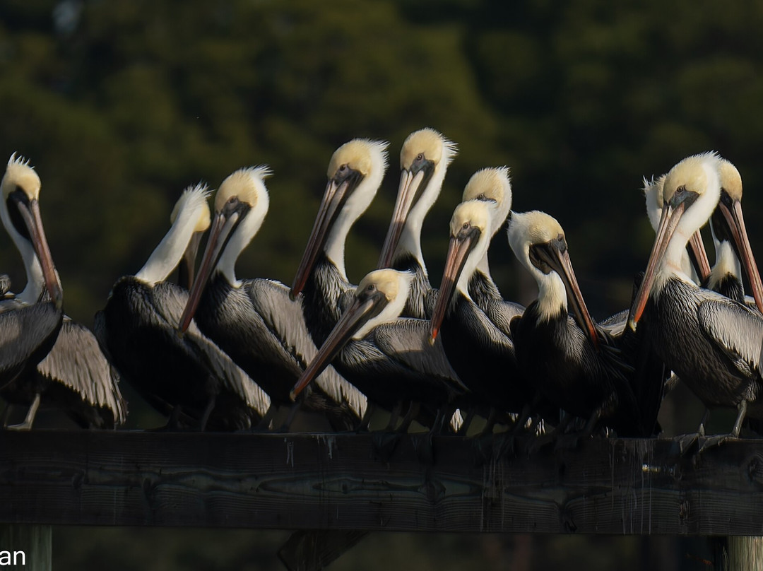 Lowcountry Photo Safaris景点图片
