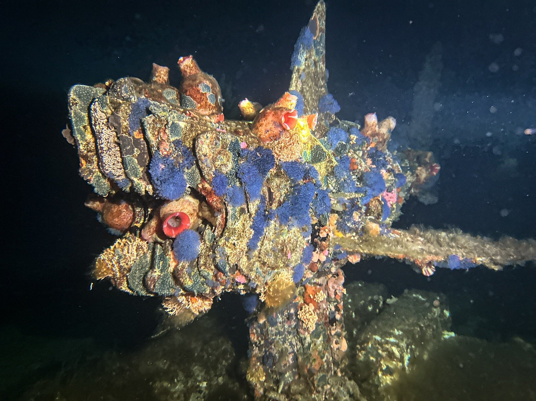 Swan Dive Busselton-巴瑟尔顿必去景点