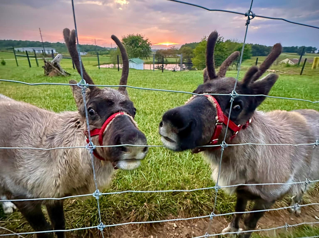Santa's Reindeer Ranch-戴尔必去景点