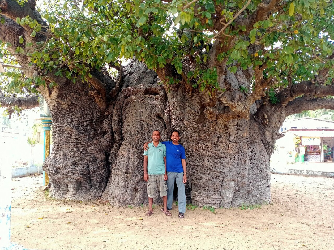 Baobab Tree-马纳尔必去景点