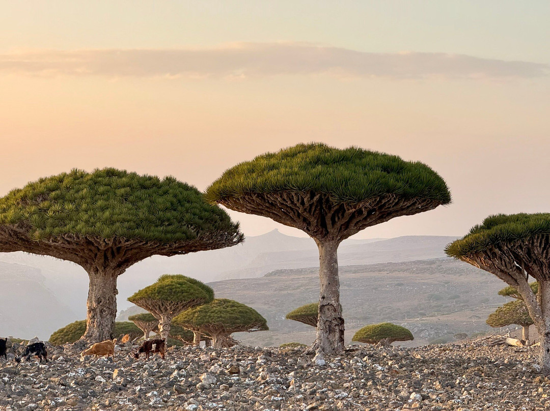 SOCOTRA FOREVER景点图片
