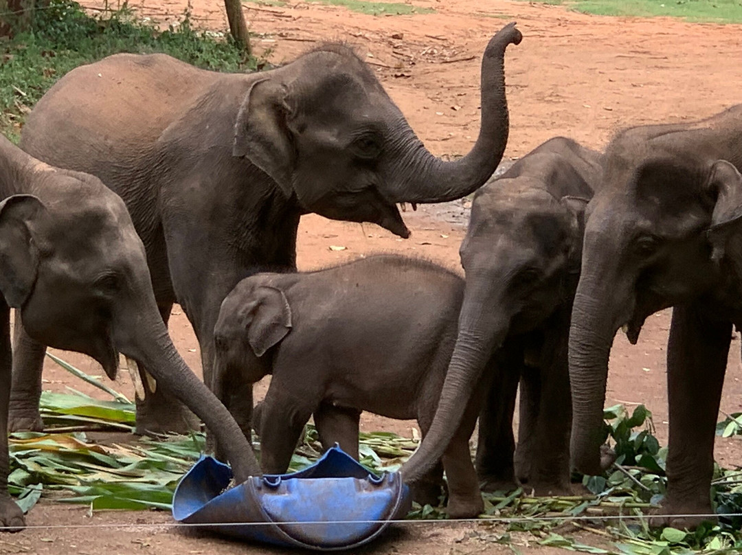 Araliya Lanka Tours景点图片