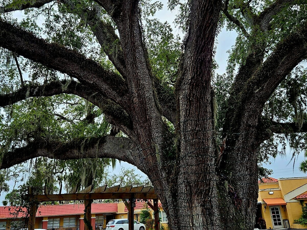 The Old Senator Tree-圣奥古斯丁必去景点