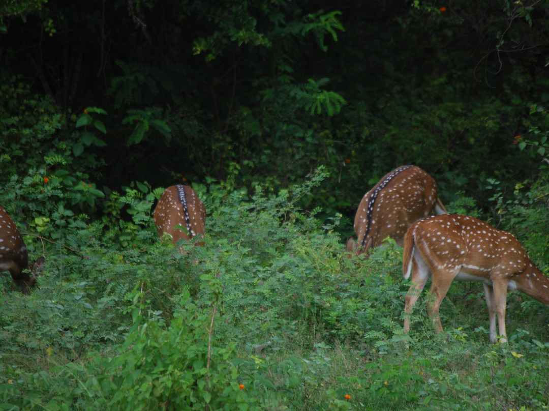 Yala Dreams Wild Safari Tours Sri Lanka-蒂瑟默哈拉默必去景点