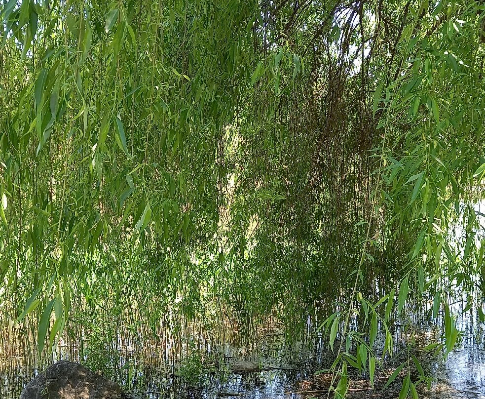 Dendrariu Park-基希讷乌必去景点