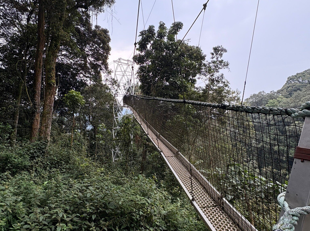 Nyungwe Canopy Walk-Butare必去景点