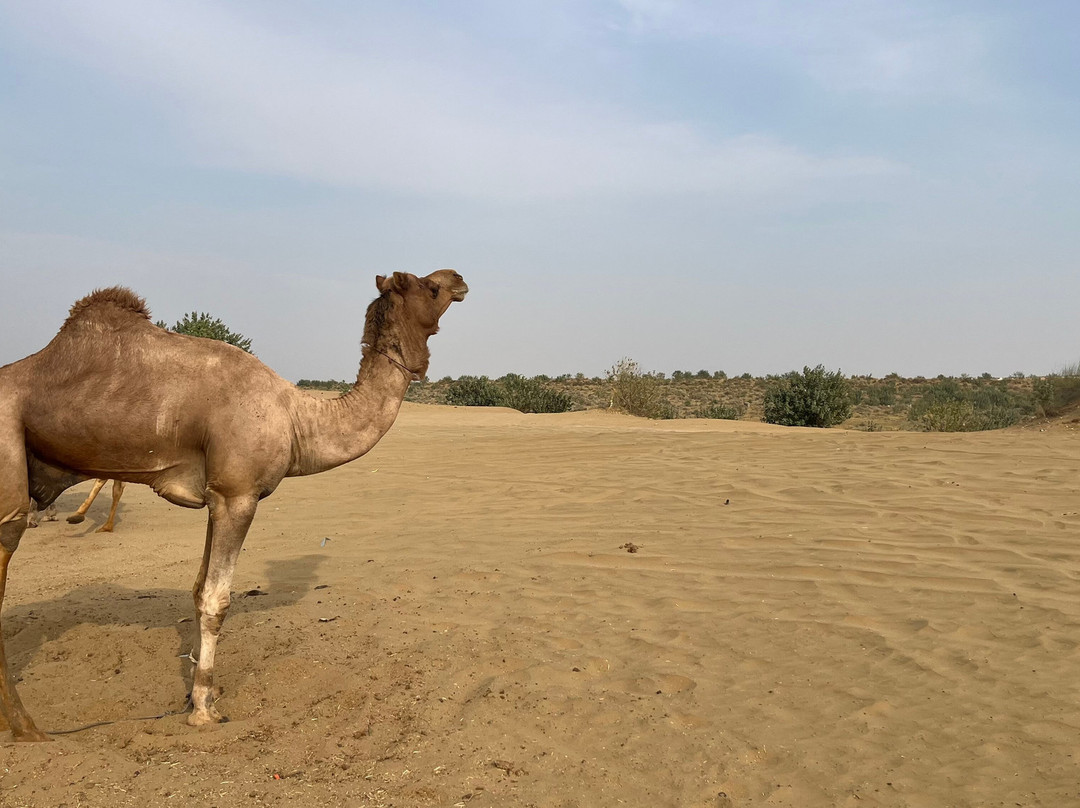 Incredible Camel Safari-杰伊瑟尔梅尔必去景点