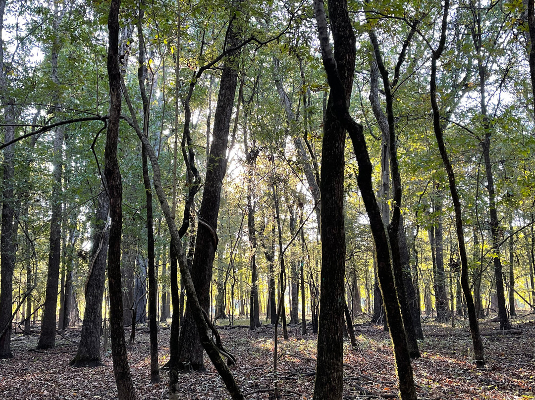 White River National Wildlife Refuge-Saint Charles必去景点
