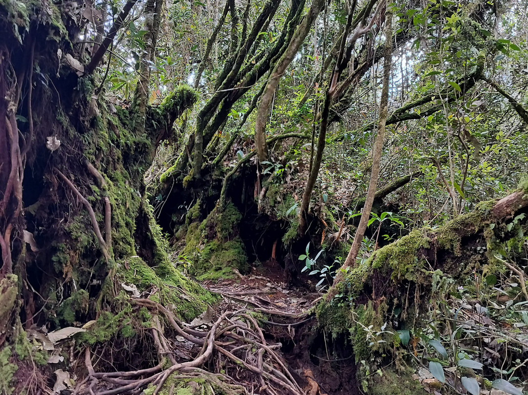 Cameron Highlands-彭亨必去景点