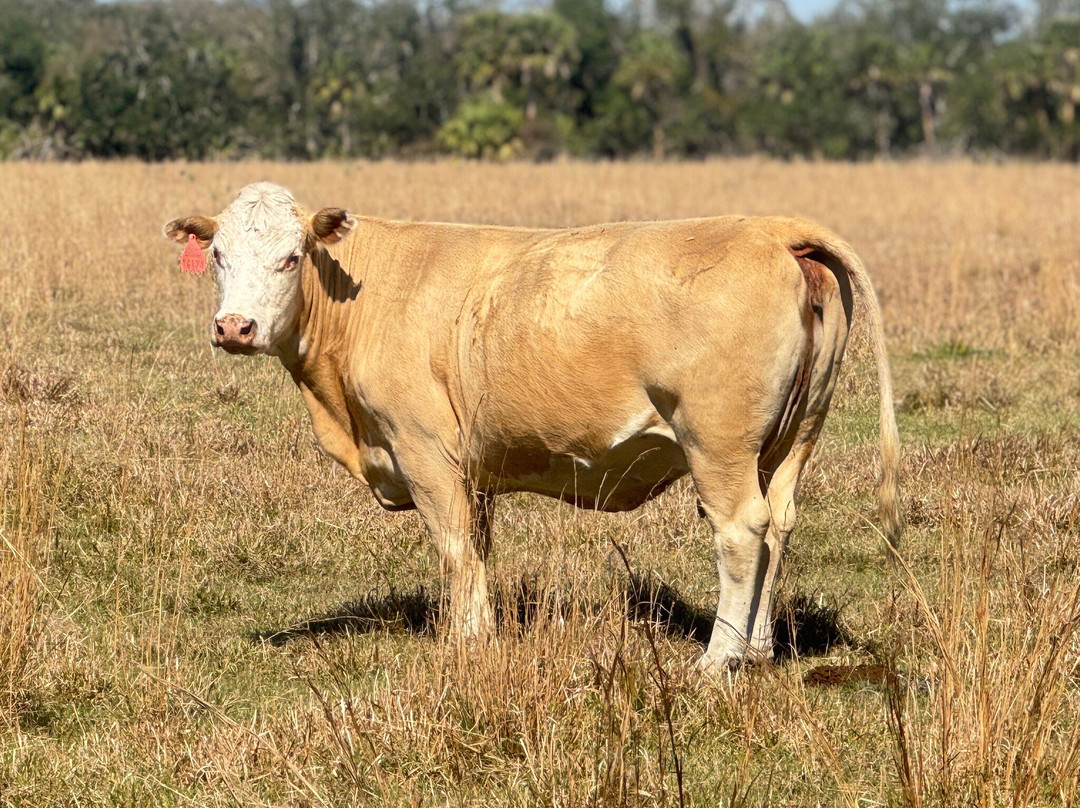 Walton Ranch Preserve景点图片